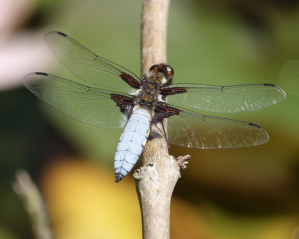 broad-bodied chaser
